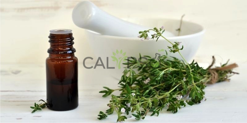 Thyme Oil