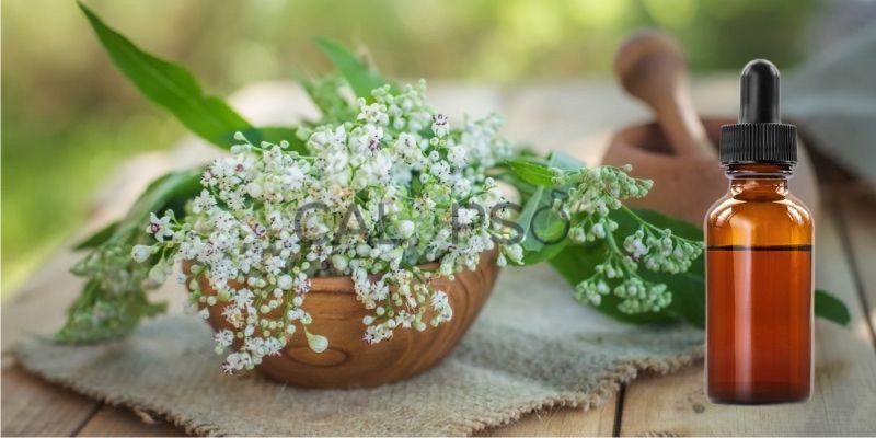 Valerian Root Oil